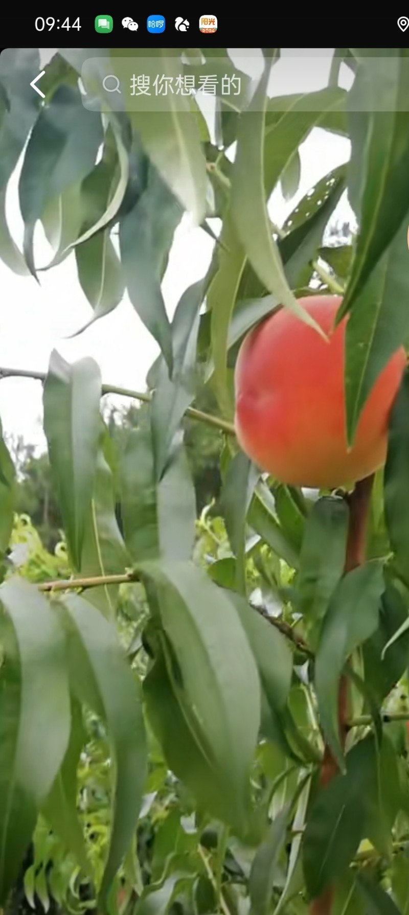 湖北锦绣黄桃，