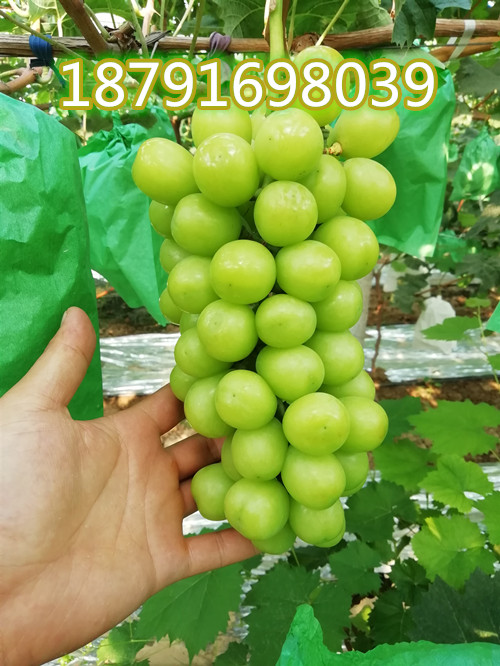阳光玫瑰葡萄批发 陕西阳光玫瑰葡萄基地
