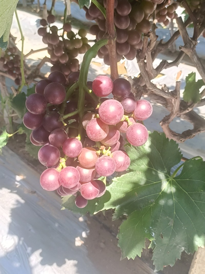 巨峰葡萄异种廖峰葡萄