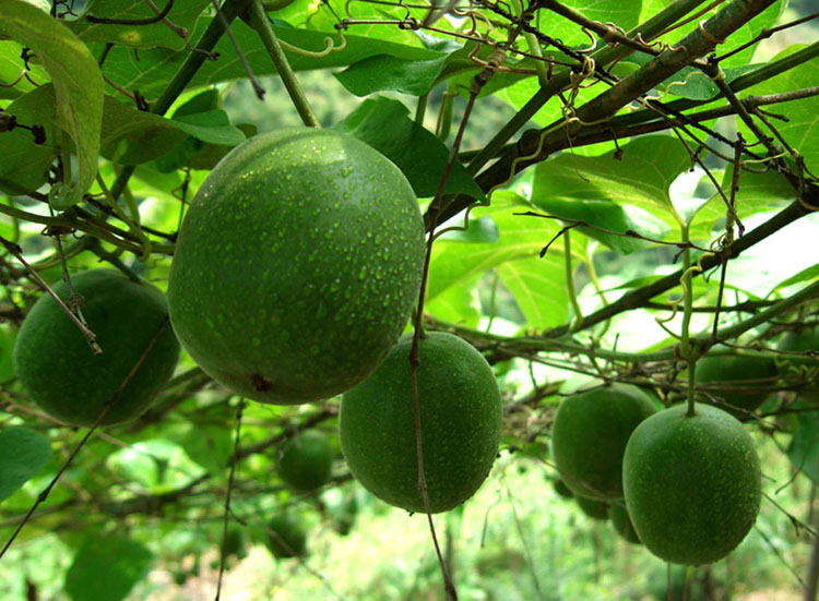 供应广西罗汉果苗和橘红苗和草珊瑚种子种苗站