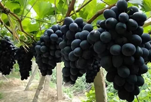 山东济宁金乡葡萄种植基地各种品种葡萄成熟，欢迎来收葡萄