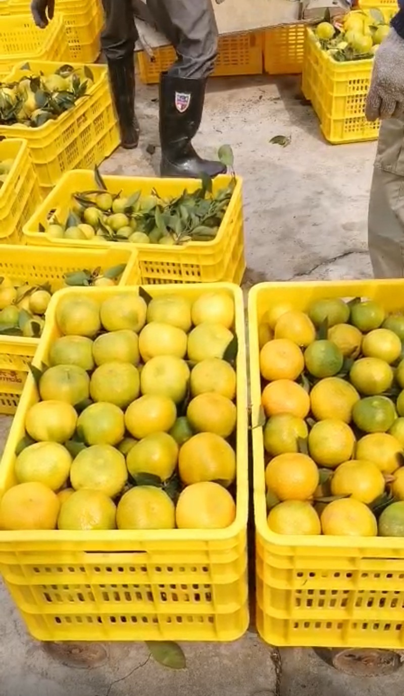 大量柑橘橙子出售