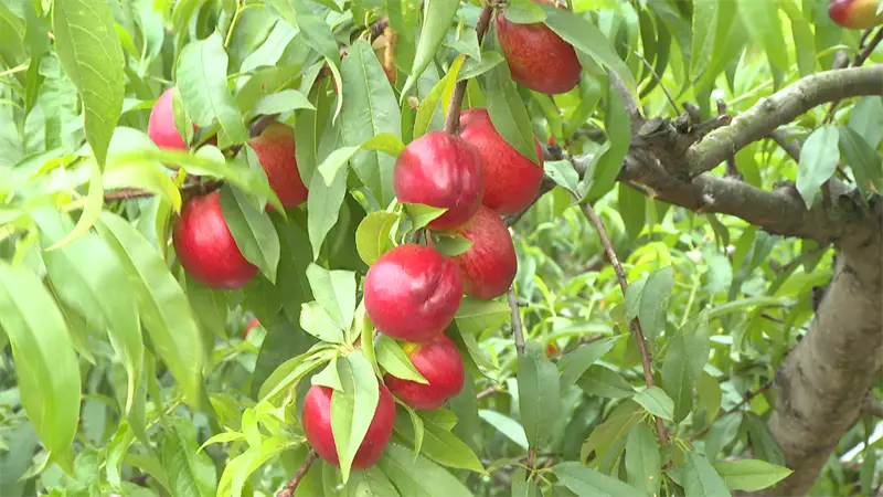 各品种的油桃 毛桃  葡萄