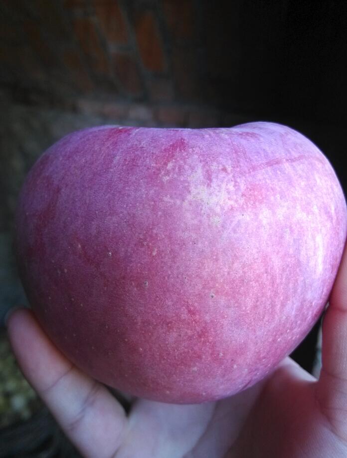 辽宁葫芦岛绥中东北山区韩富韩富苹果代收批发