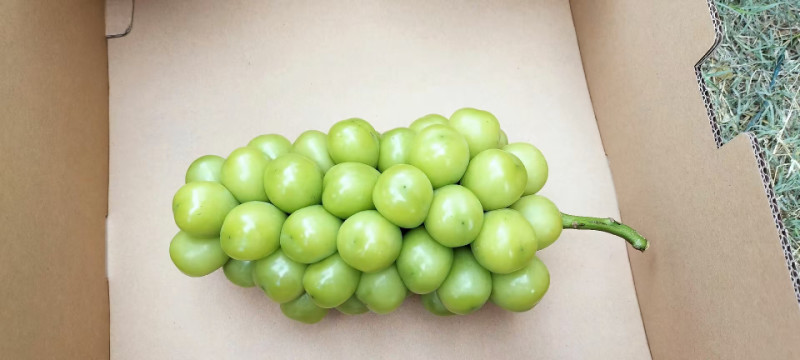 阳光玫瑰