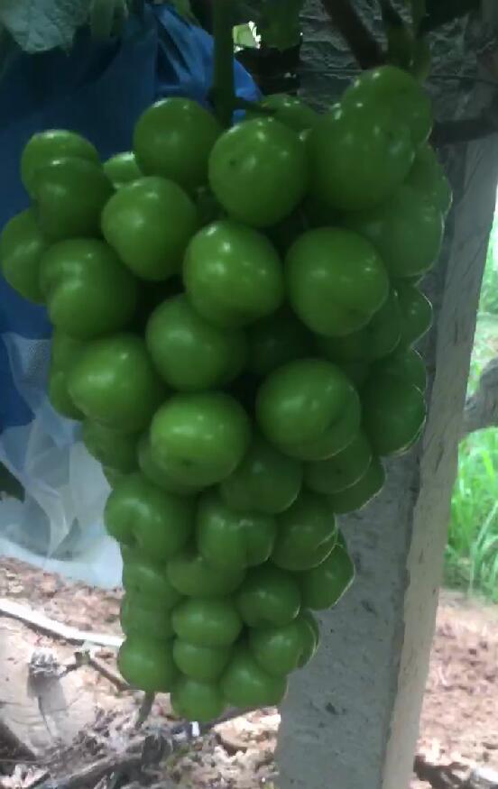 阳光玫瑰，桔子，西瓜