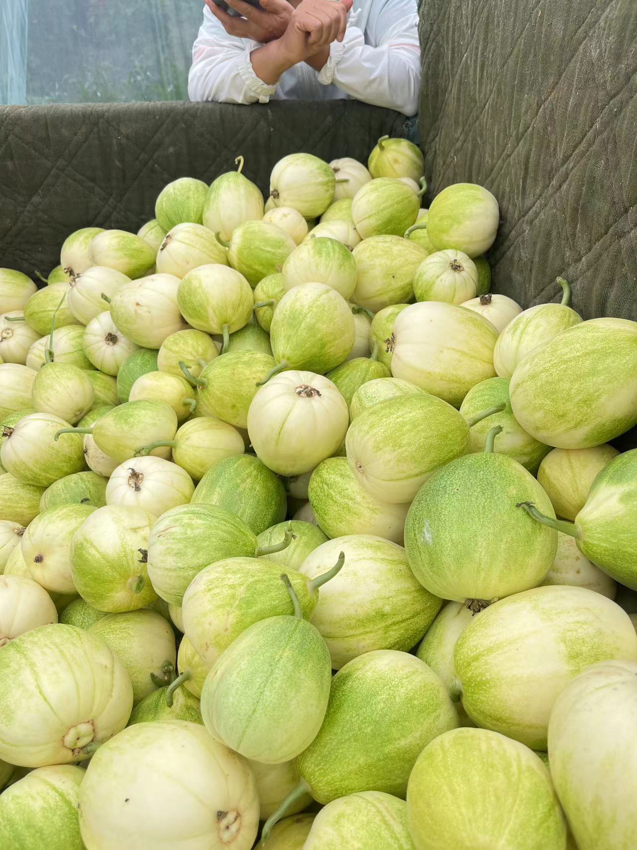 香妃甜瓜，梨形果