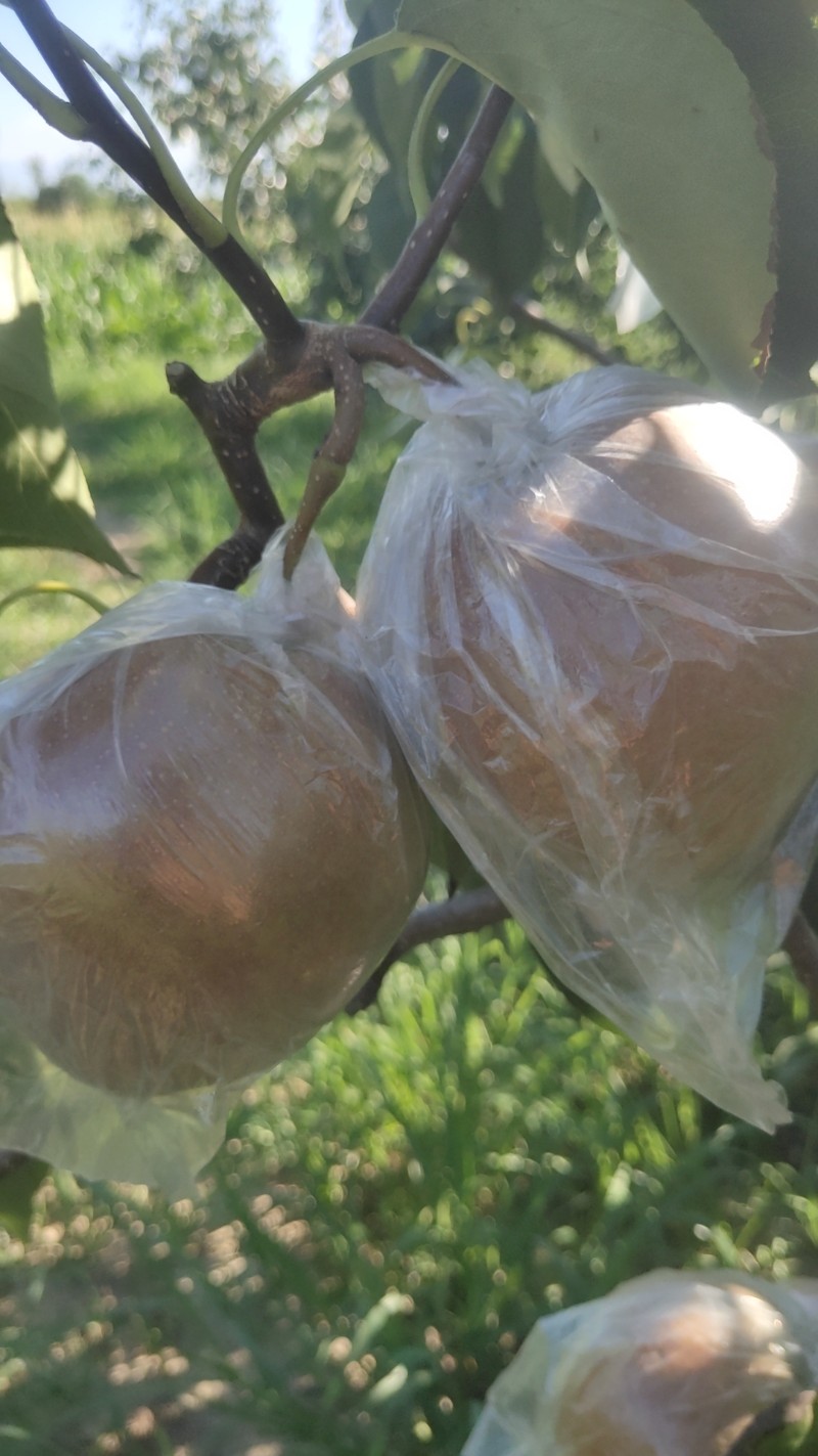 陕西玉露香梨批发陕西玉露香梨基地玉露香梨产地批发