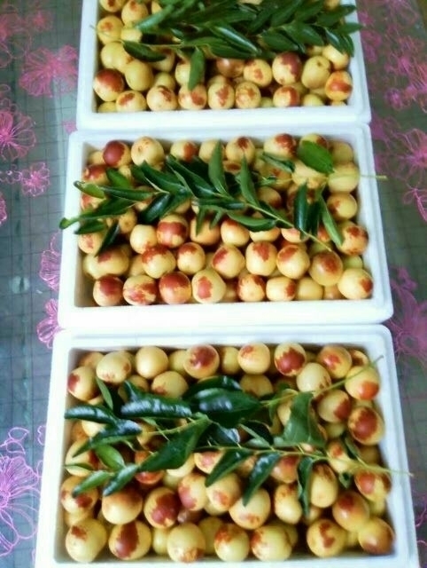 大荔冬枣批发价格