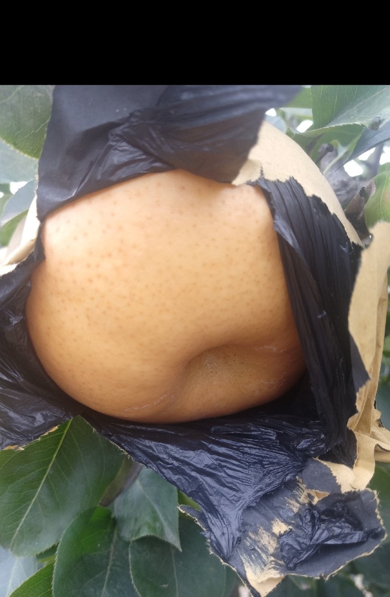 晚秋黄梨大量上市