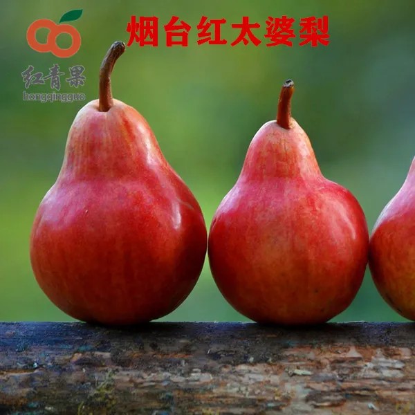 烟台红皮梨红太婆梨酥软香甜