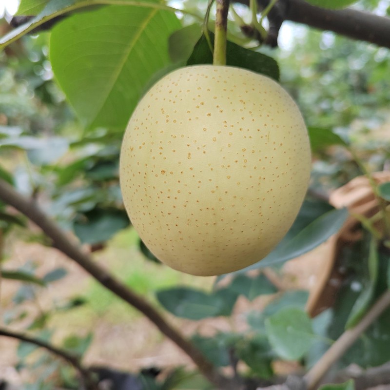 预购 库存 代购皇冠梨