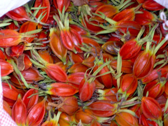 供应专业黄枝子果苗与岗梅苗玉林种苗场