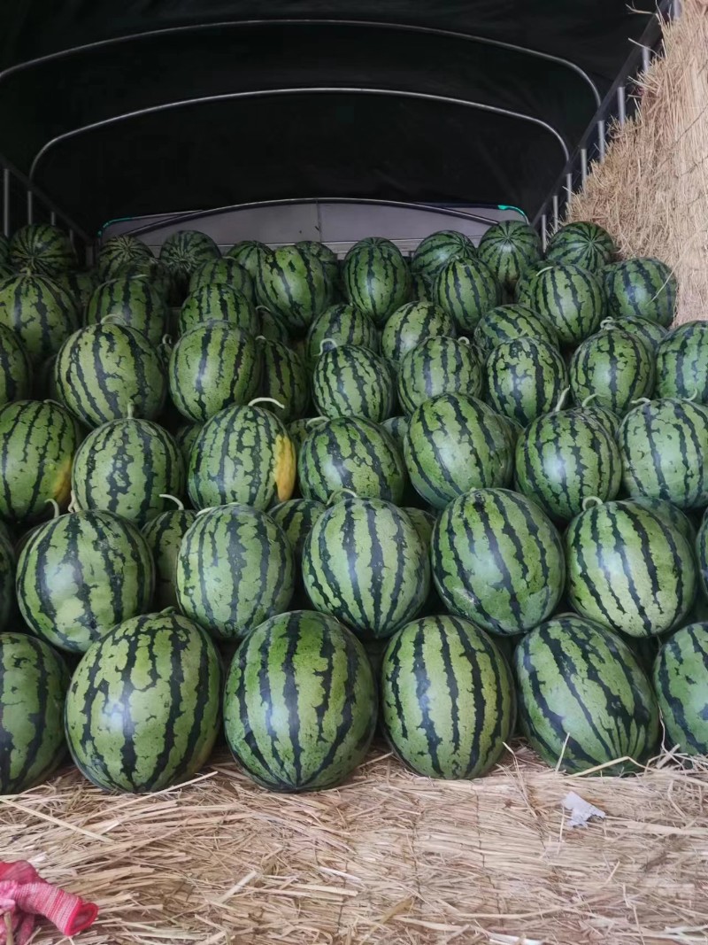 供应山东甜王西瓜，麒麟西瓜产地大量上市