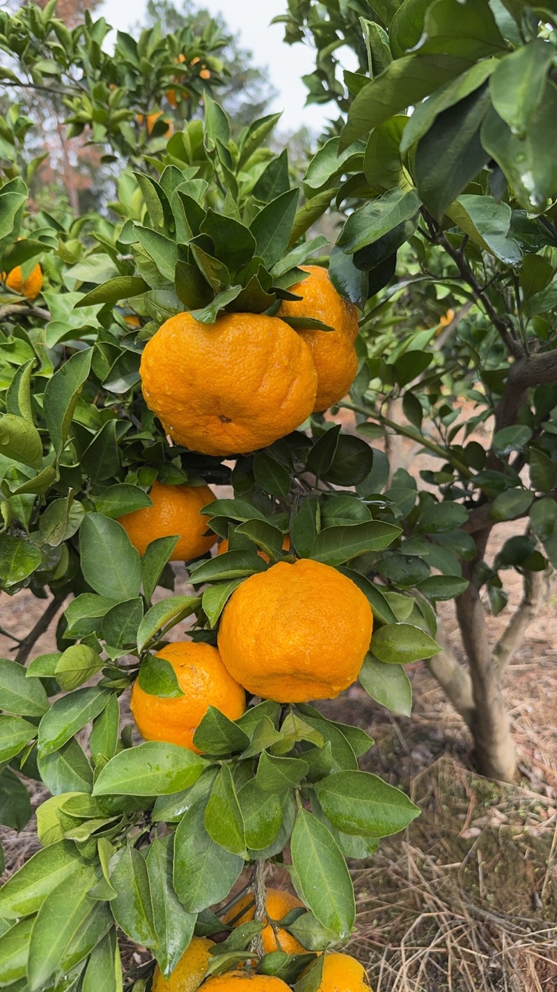 湖南常德普早柑橘  脐橙