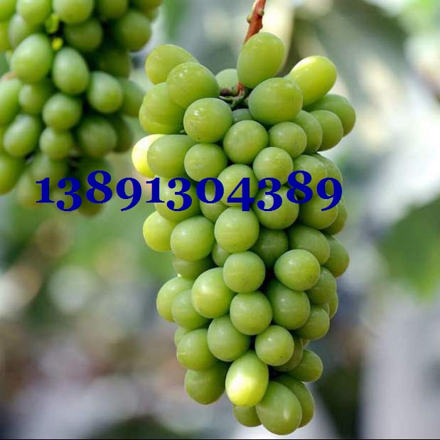 陕西大棚阳光玫瑰葡萄产地批发大量上市