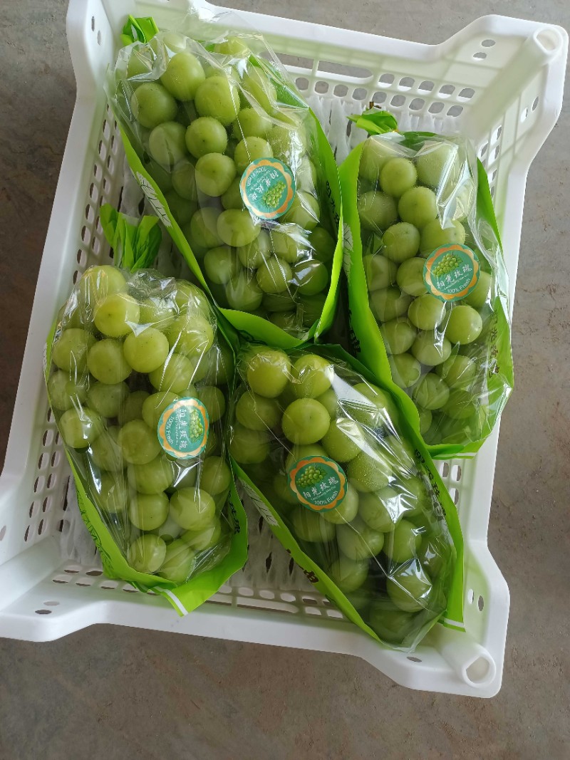 陕西阳光玫瑰葡萄批发，阳光玫瑰葡萄价格