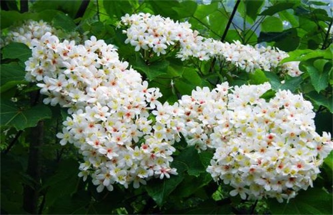 求购黔桂千年桐种子种苗 玉林油桐种子苗