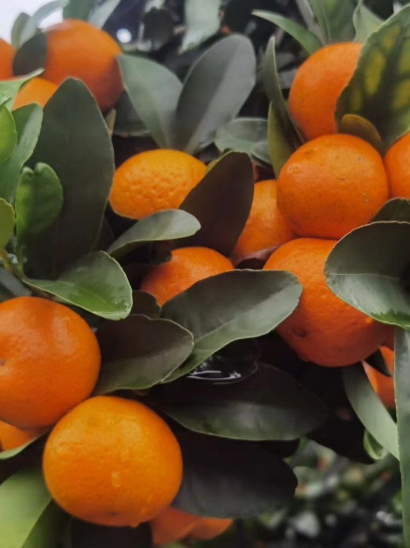 金秋砂糖橘