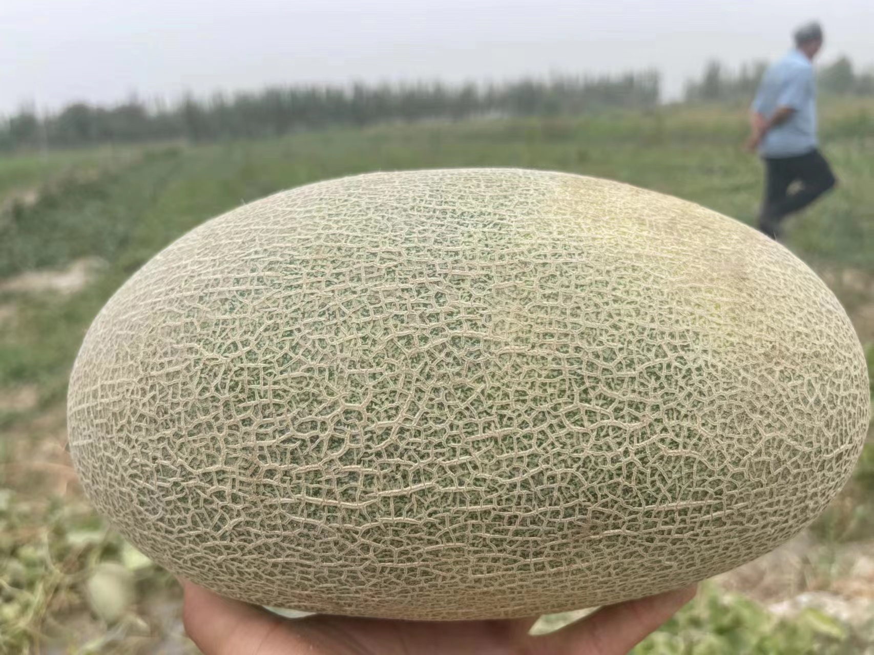 新疆哈密瓜