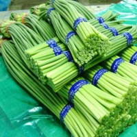 山东优质冷库保鲜蒜苔大量上市，生姜大量供应货源充足