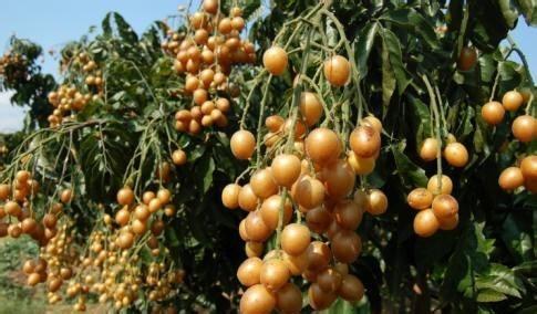 供应广西玉林三华李苗与黄皮苗品种介绍