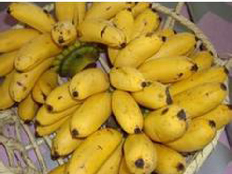 求购广西香蕉苗芭蕉苗 玉林粉蕉苗西贡蕉苗简介