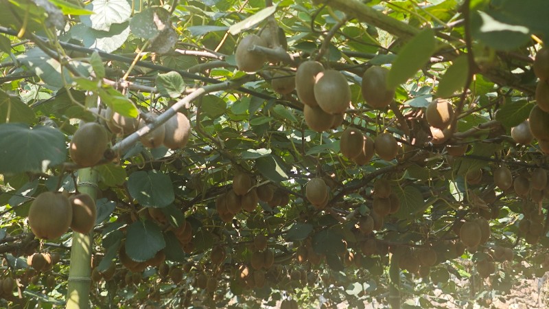 新品种翠玉猕猴桃