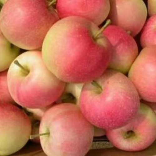 大量求购优质嘎啦，美八等苹果