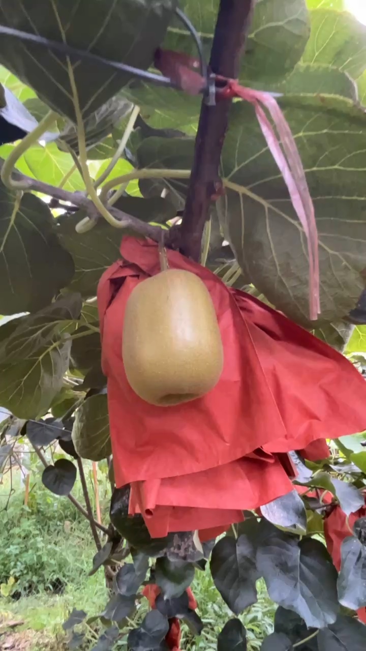 都江堰红心猕猴桃