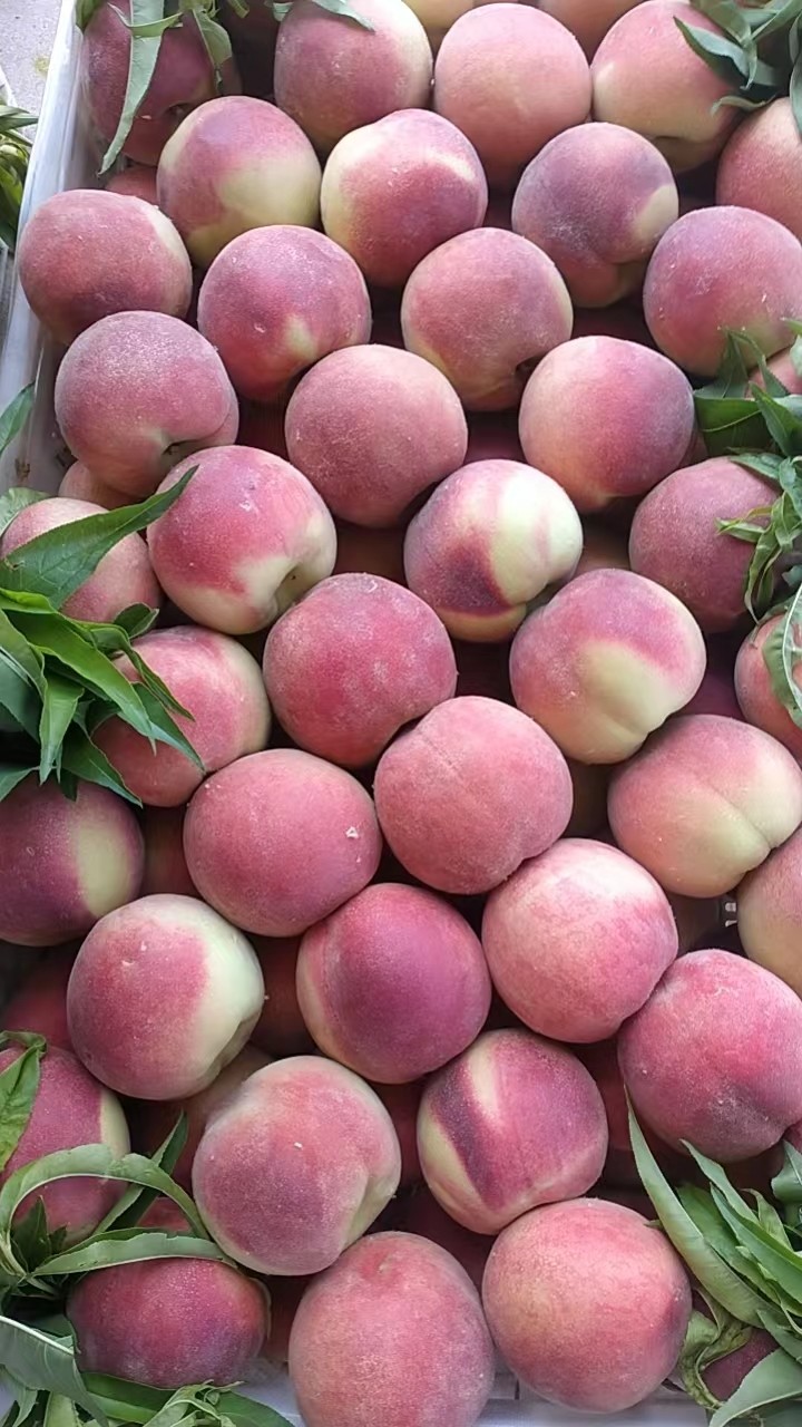 中桃五油桃毛桃