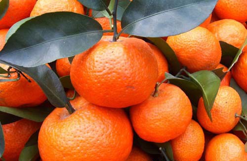 供应广西沃柑和砂糖桔和贡柑批发部