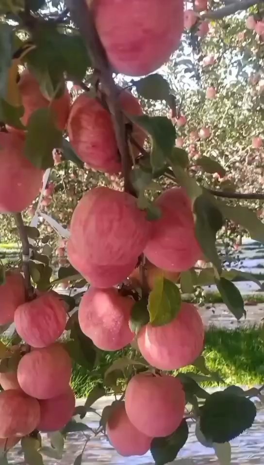 陕西红富士苹果基地陕西红香酥梨产地批发