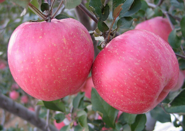 葫芦岛绥中代收富士黄金帅黄元帅寒富韩富苹果