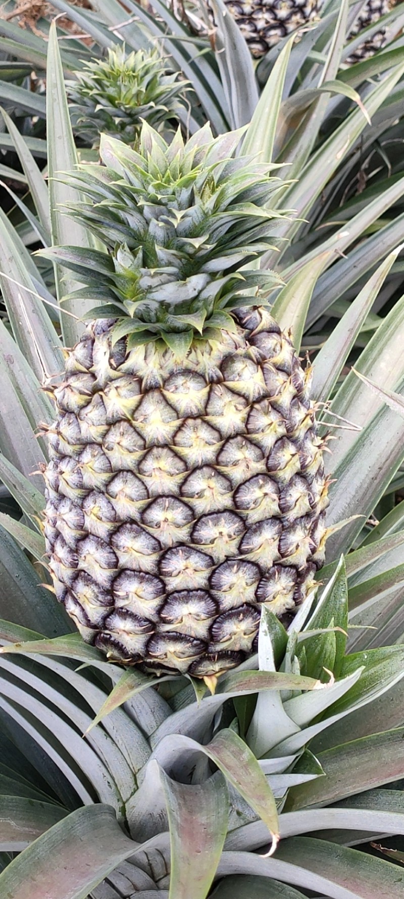 西双版纳凤梨，