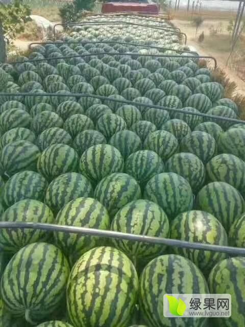 山东省聊城市许营镇甜王西瓜