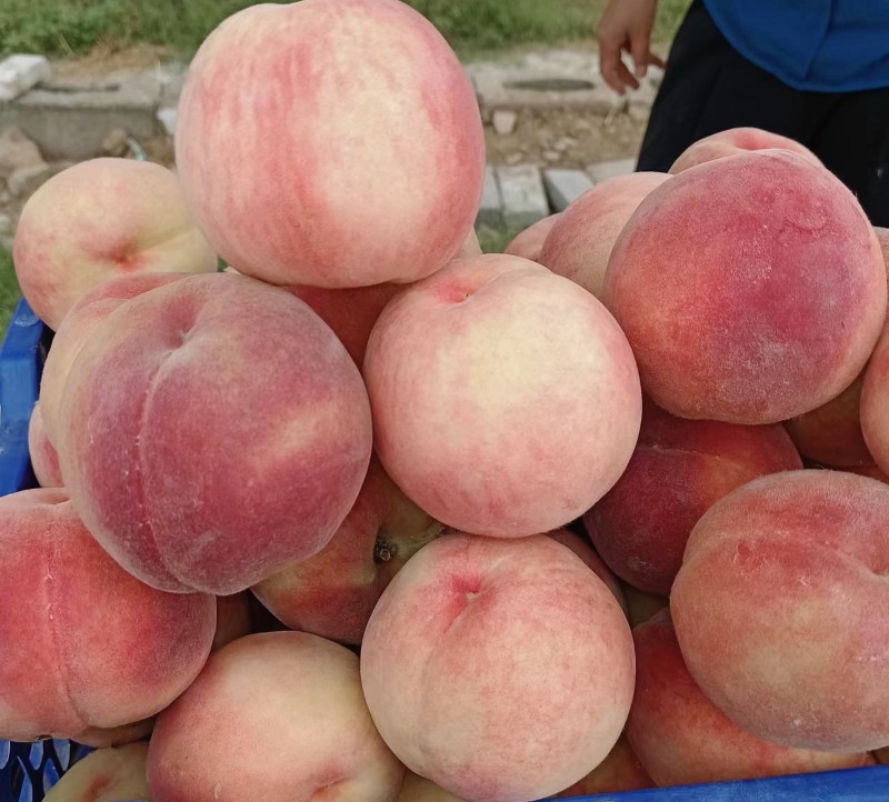 桃，甜桃，脆桃，水蜜桃