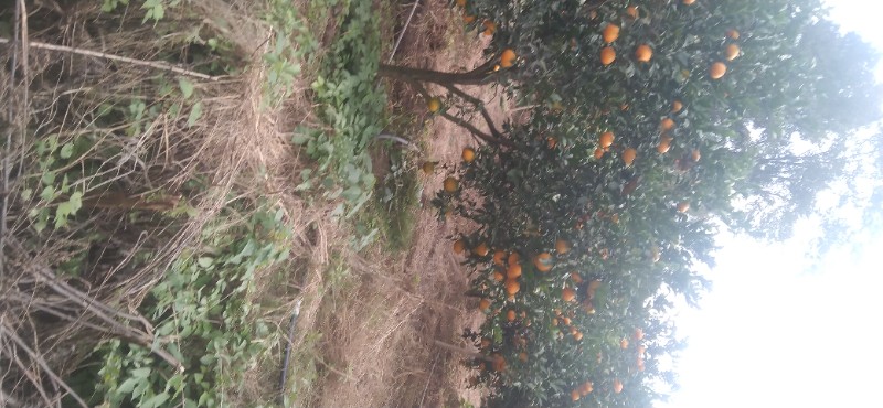 资中农户爱媛粑粑柑