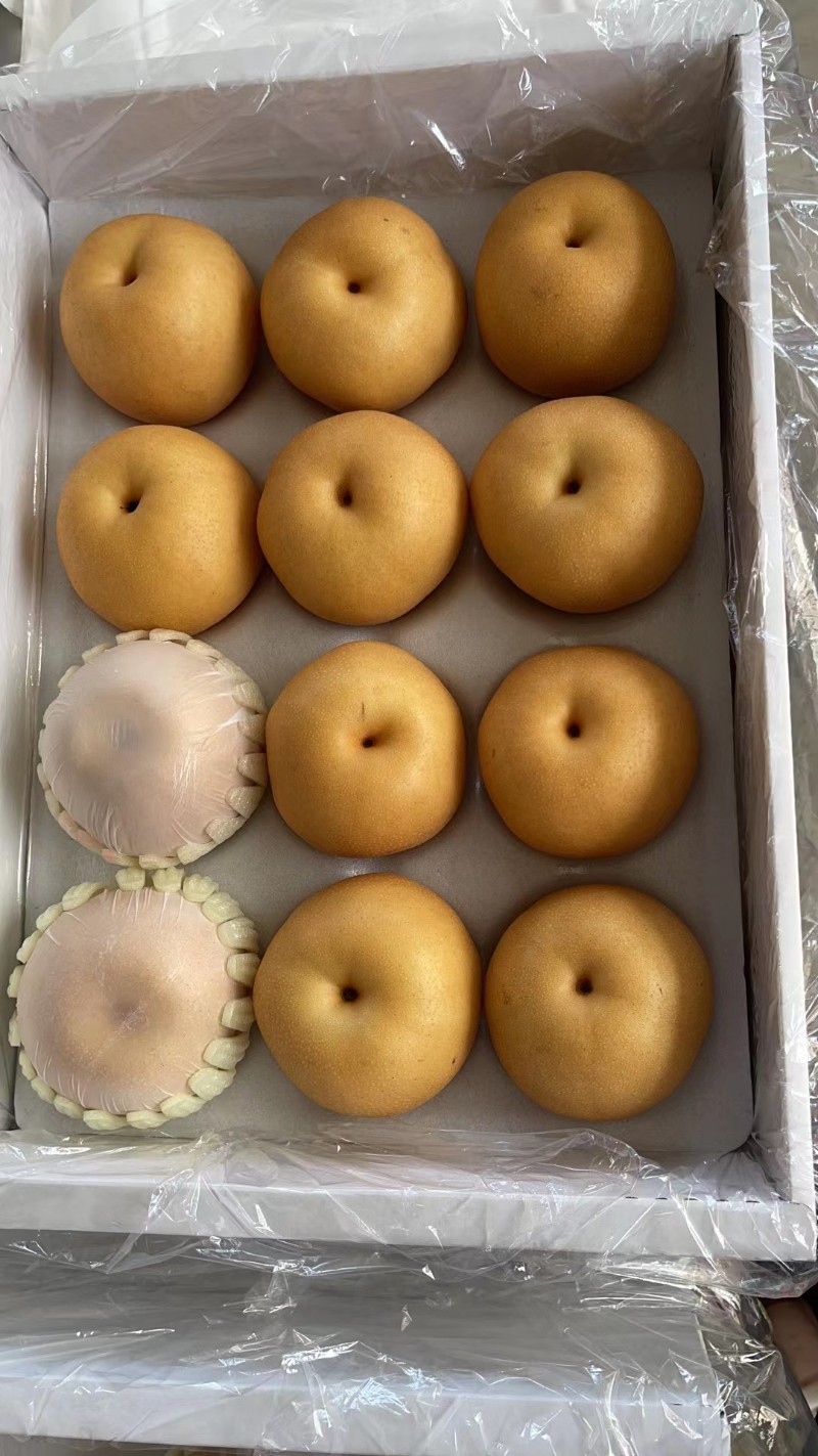 绿宝石 丰水梨  秋月梨等