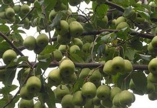 供应南方山楂苗 广西大果山楂苗特产专题