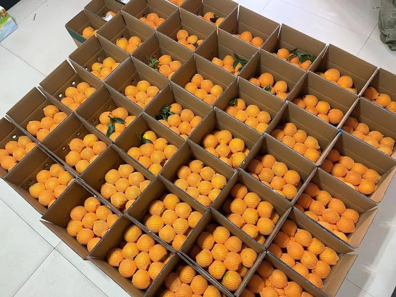 秭归九月红脐橙