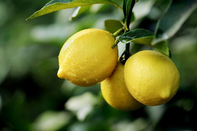 求购柠檬苗直生苗10万