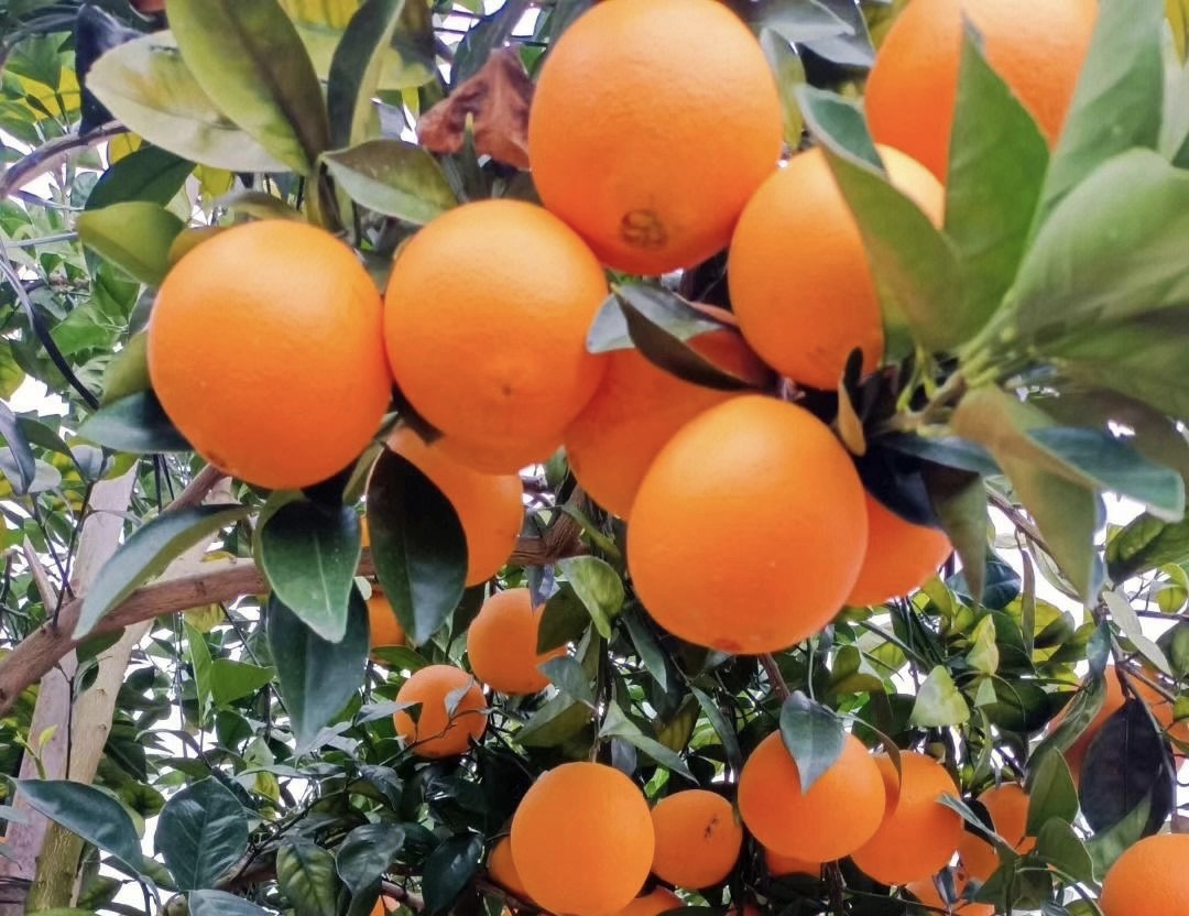 赣南脐橙
