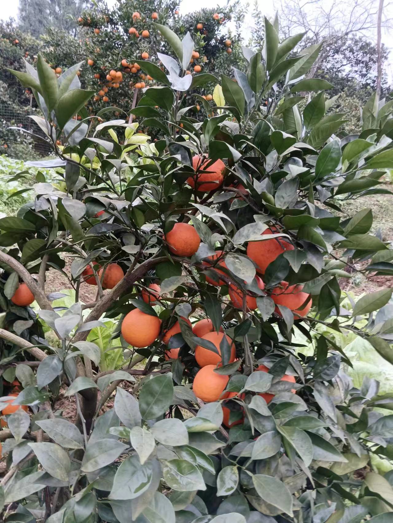 纽荷尔、血橙、长虹、脐橙批发