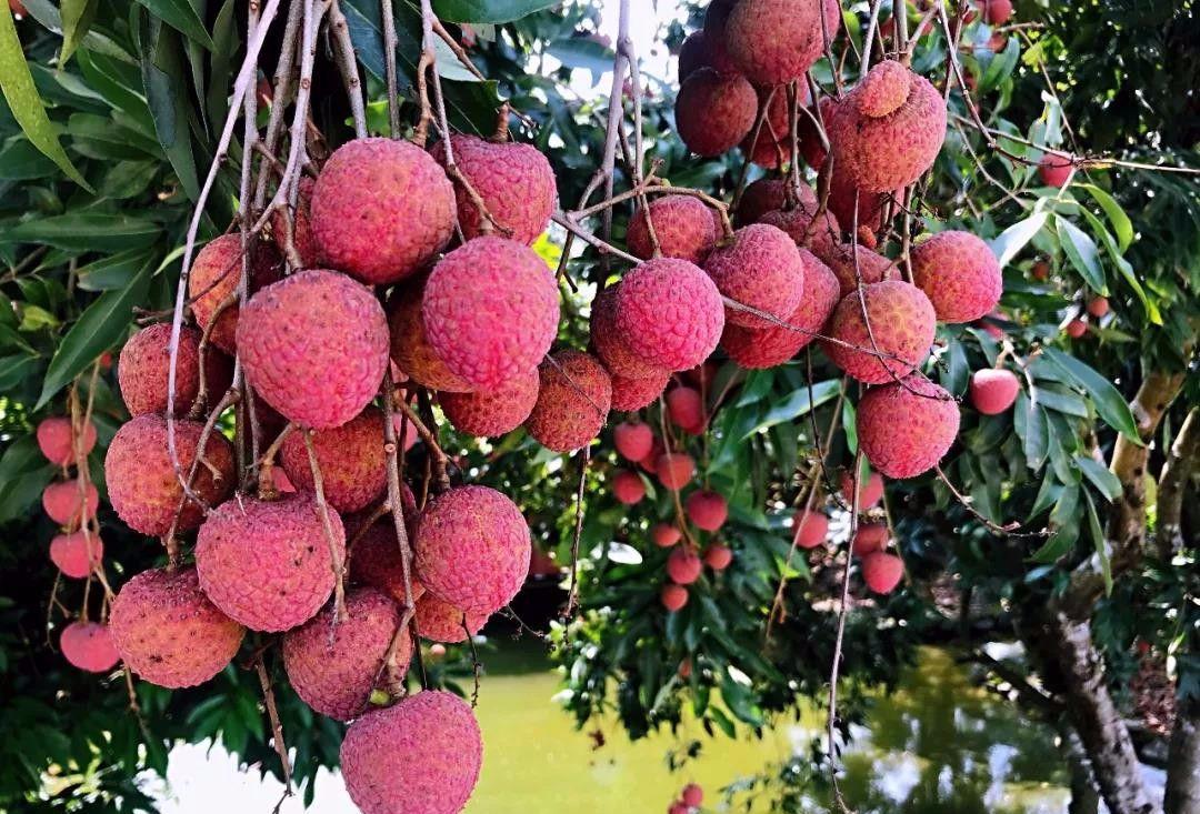 供应广西北流荔枝和荔枝干和荔枝苗简介